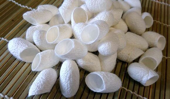 Chinese silk fibers promote penis growth