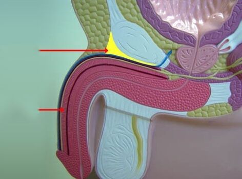 Treatment strategies for small penis