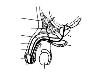 penis structure
